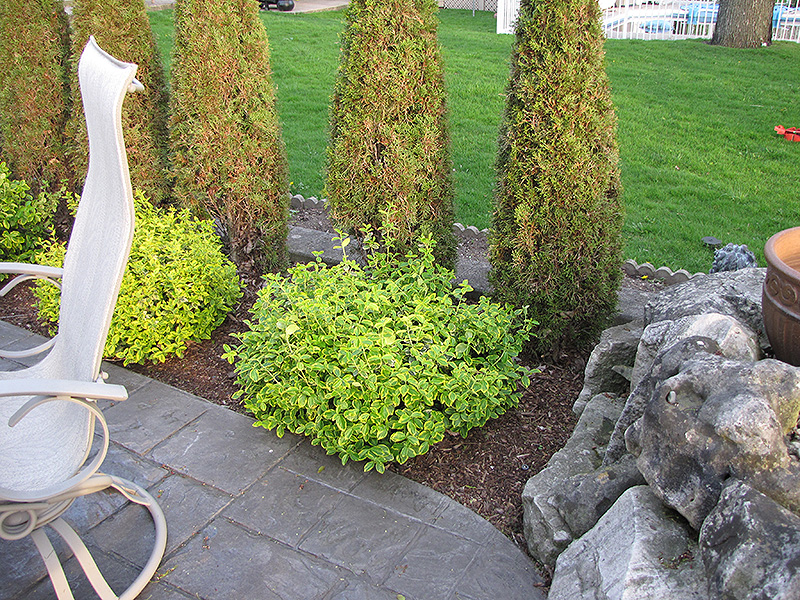 Country Gold Wintercreeper