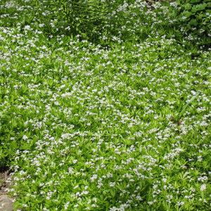 Sweet Woodruff in bloom