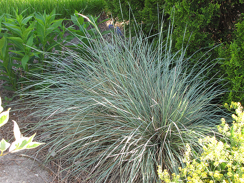 Sapphire Blue Oat Grass