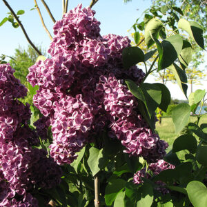 Monge Lilac flowers