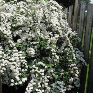 Vanhoutte Spirea in bloom