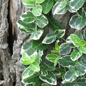 Emerald Gaiety Wintercreeper foliage