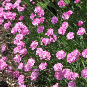 Tiny Rubies Dwarf Mat Pinks flowers