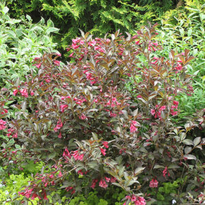Midnight Wine&reg; Weigela in bloom