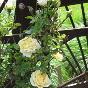 J.P. Connell Rose flowers