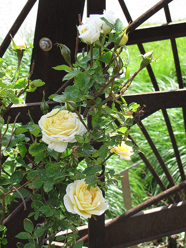 J.P. Connell Rose flowers