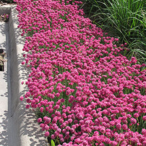 Dusseldorf Pride Sea Thrift in bloom