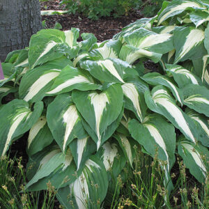 Night Before Christmas Hosta