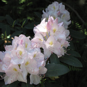 White Catawba Rhododendron flowers