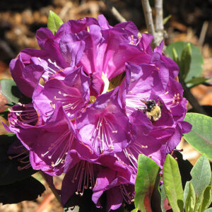Purple Passion Rhododendron flowers