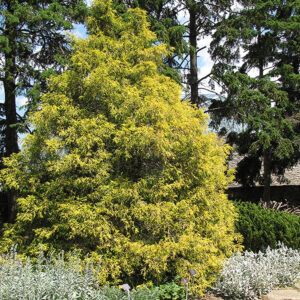 Golden Threadleaf Falsecypress