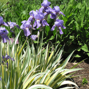 Golden Variegated Sweet Iris in bloom