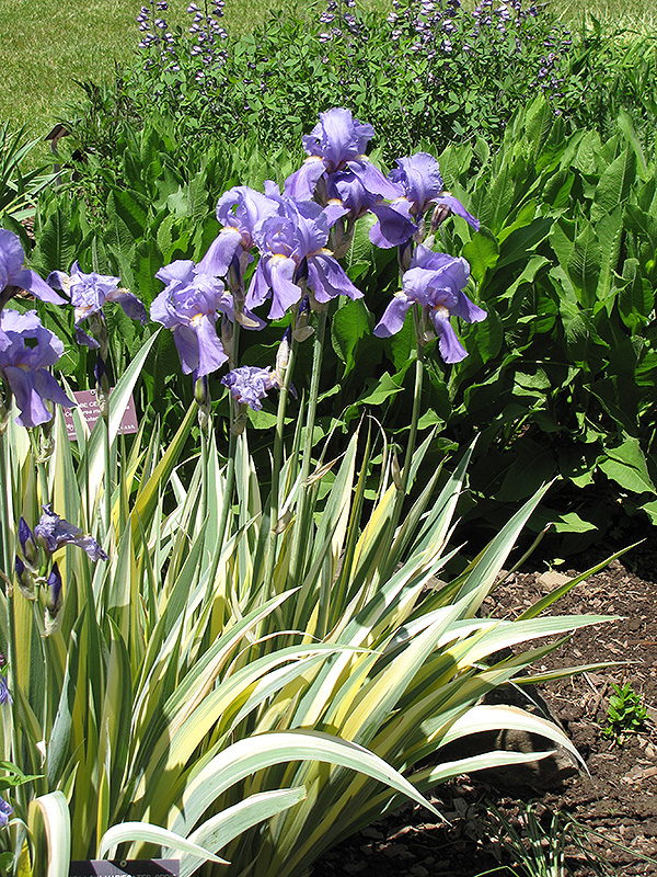 Golden Variegated Sweet Iris in bloom