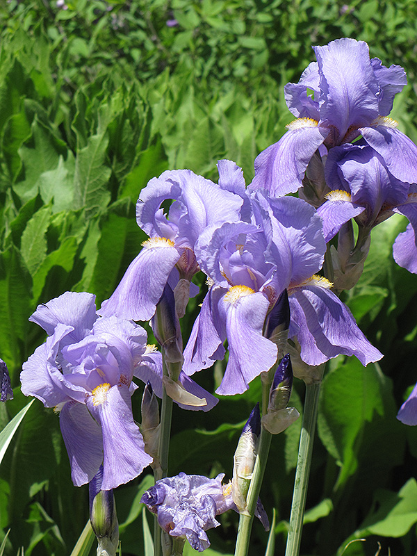 Golden Variegated Sweet Iris flowers