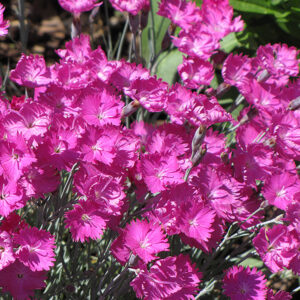 Firewitch Pinks flowers