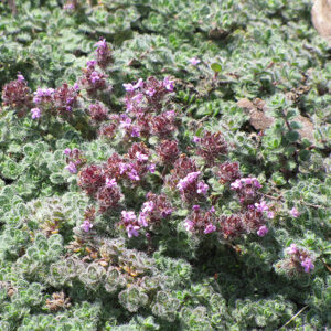 Wooly Thyme flowers