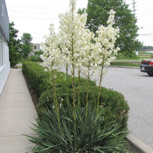 Adam's Needle in bloom