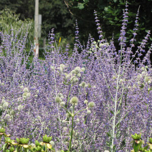 Little Spire Russian Sage in bloom