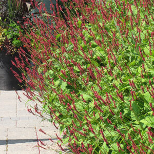 Fire Tail Fleeceflower in bloom