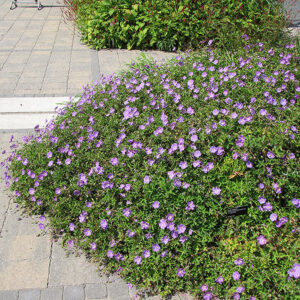 Rozanne Cranesbill in bloom