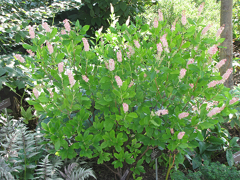 Ruby Spice Summersweet in bloom