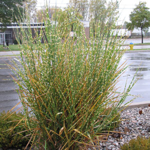 Porcupine Grass