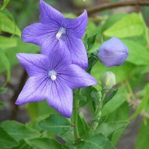 Balloon Flower flowers