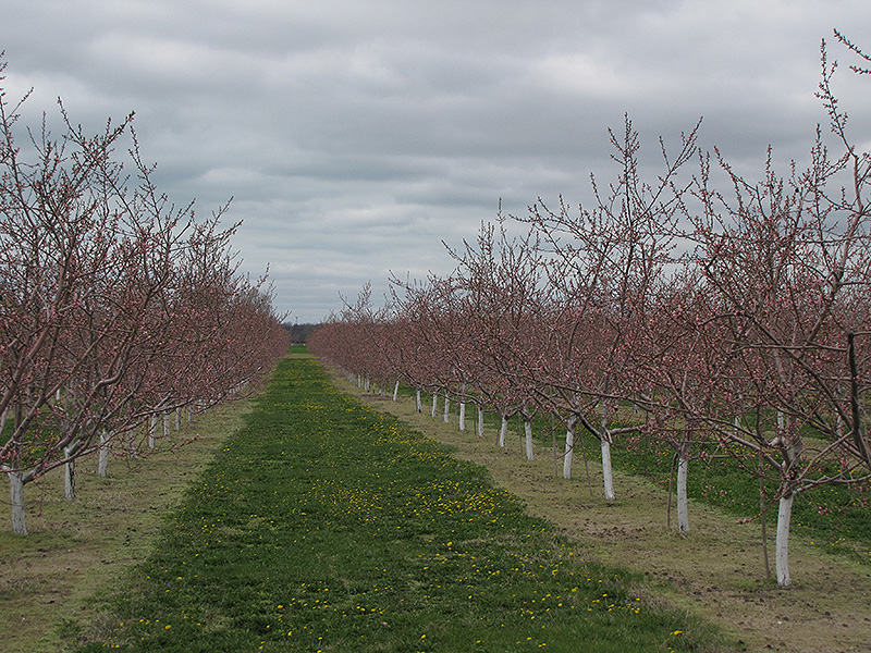 Nectarine in bloom
