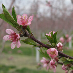Nectarine flowers