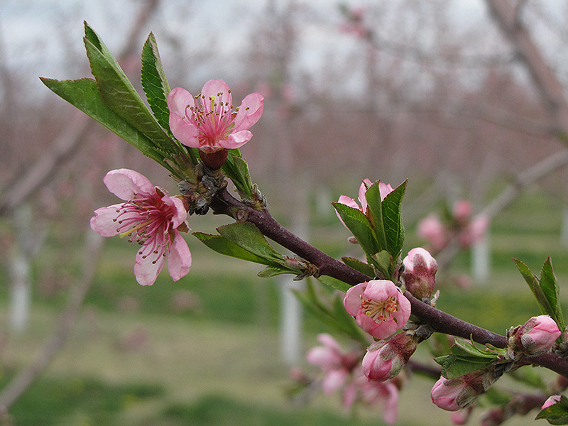 Nectarine flowers