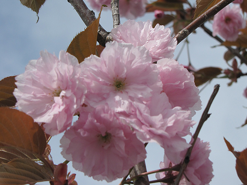 Japanese Flowering Cherry flowers