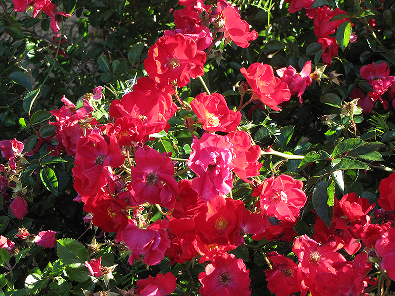 Flower Carpet® Red Rose flowers