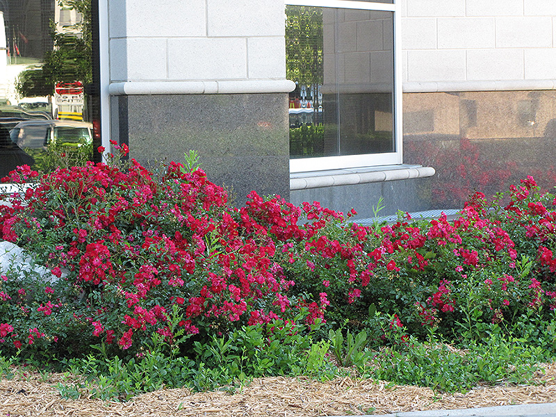 Flower Carpet® Red Rose in bloom