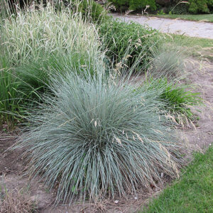 Blue Oat Grass in bloom