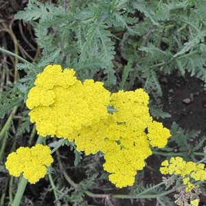 Cloth of Gold Fernleaf Yarrow flowers