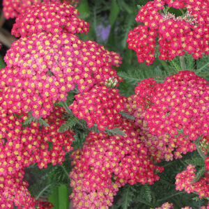 Galaxy Paprika Yarrow flowers