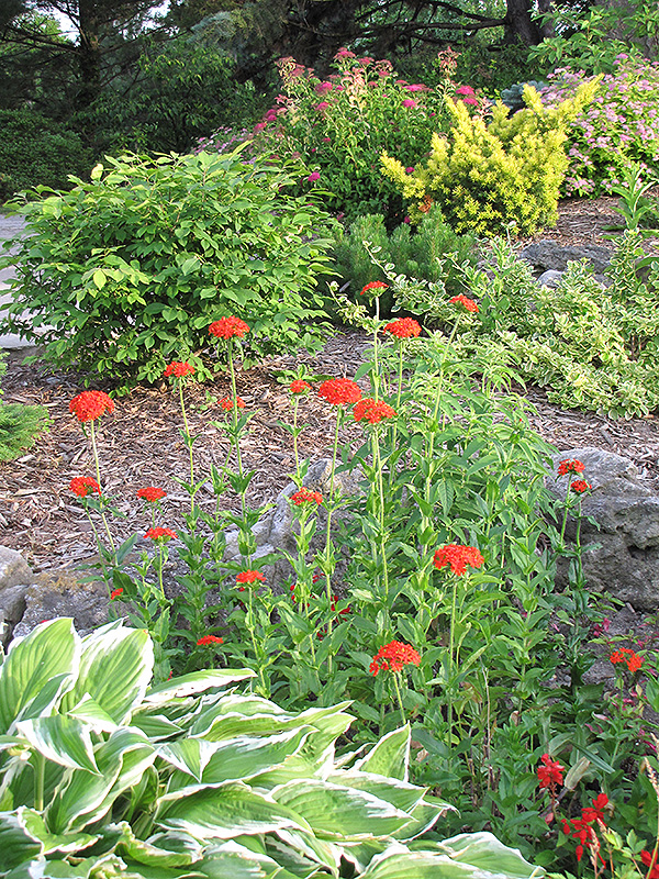 Maltese Cross in bloom