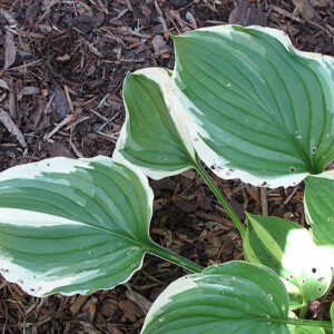 Gold-Variegated Blue Plantain Lily foliage
