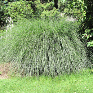 Yaku Jima Dwarf Maiden Grass