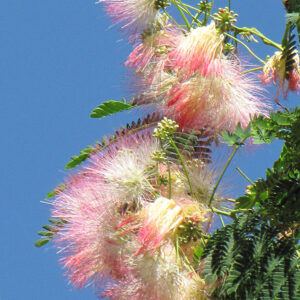 Mimosa flowers