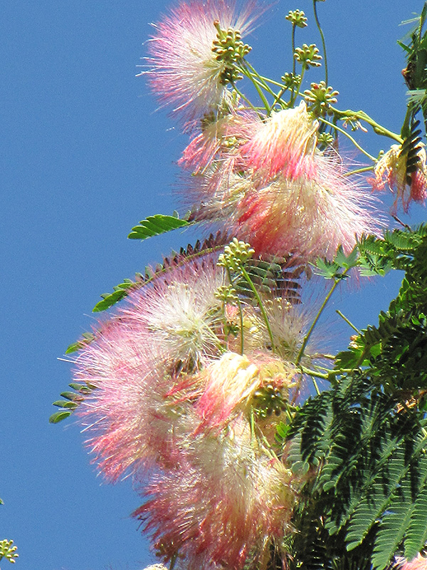 Mimosa flowers