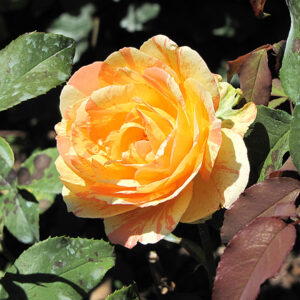 Rainbow Niagara Rose flowers