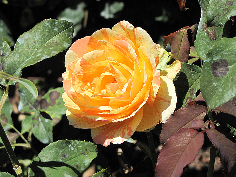 Rainbow Niagara Rose flowers