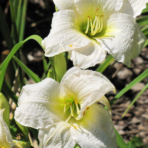 Gentle Shepherd Daylily flowers