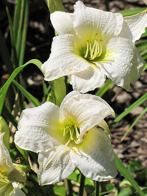 Gentle Shepherd Daylily flowers