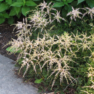 Sprite Astilbe in bloom