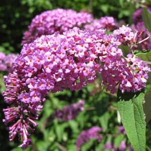 Petite Plum Butterfly Bush flowers