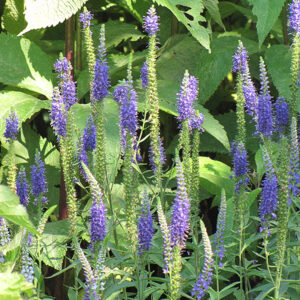 Spike Speedwell in bloom