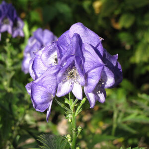 Autumn Monkshood flowers
