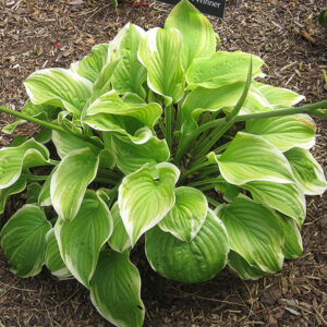 Fragrant Bouquet Hosta